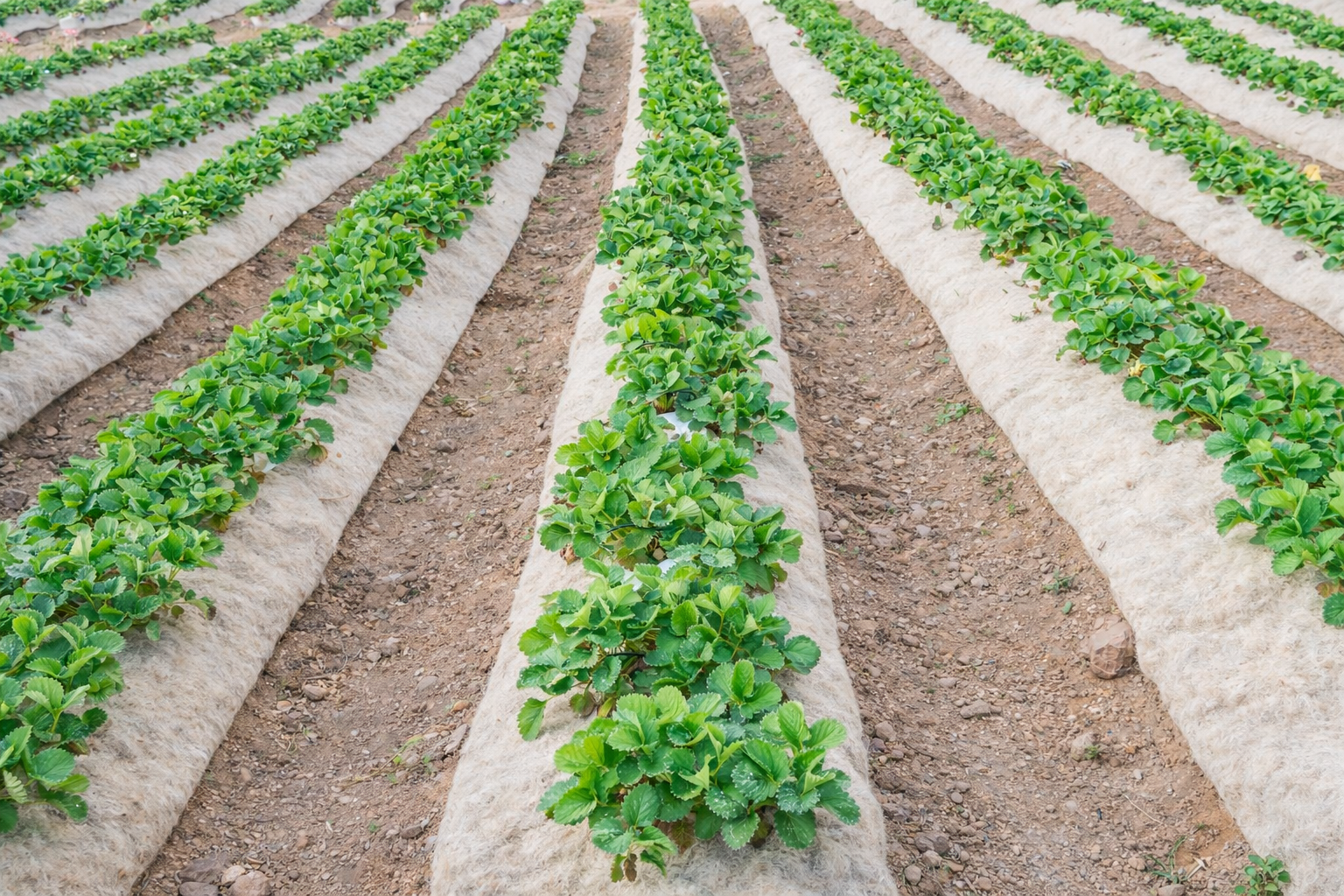 Mantillo de lana Oveya Verde