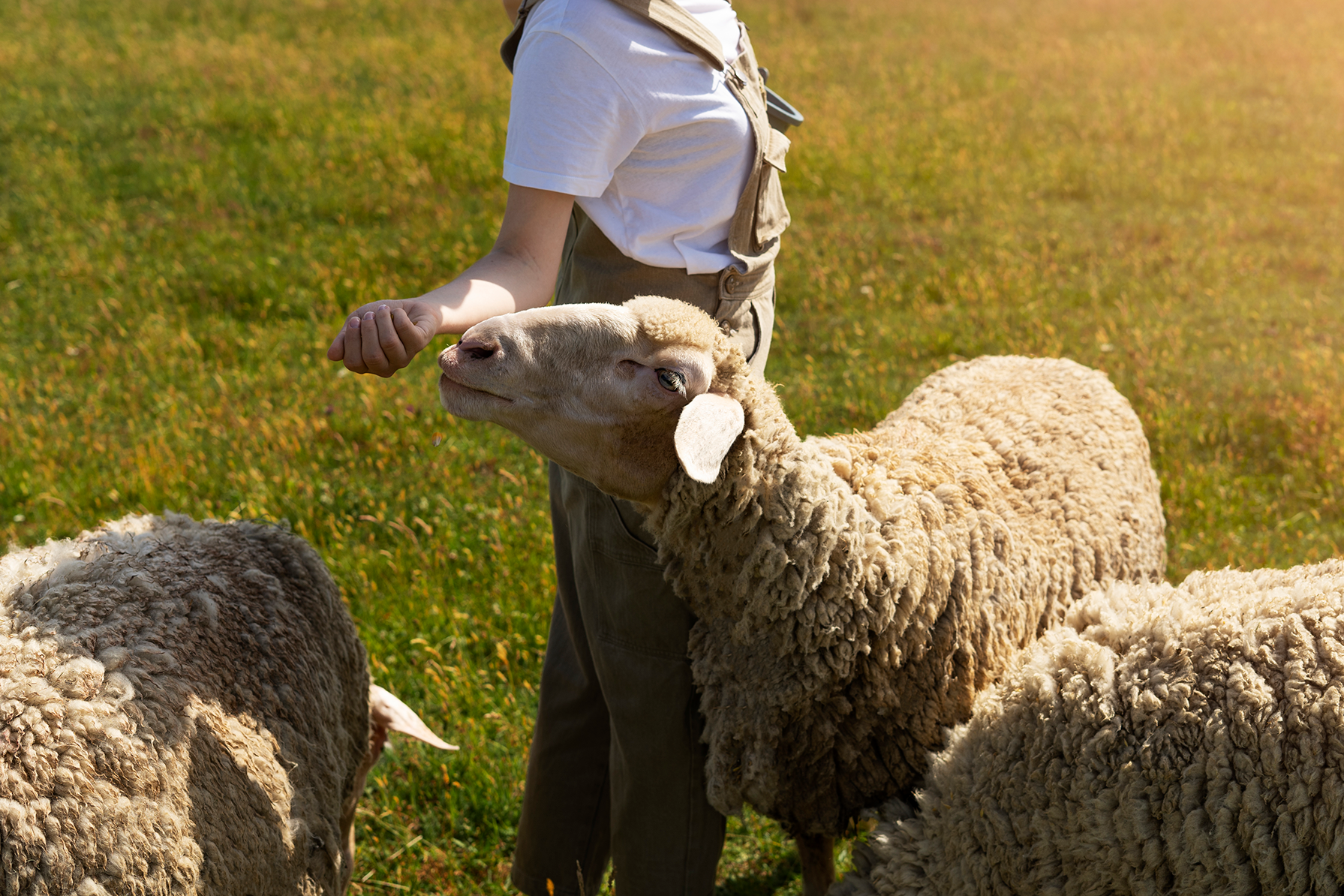 Pastora alimentando ovejas en Asturias